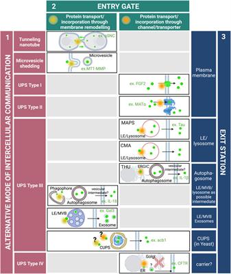 Editorial: Unconventional protein secretion: From basic mechanisms to dysregulation in disease